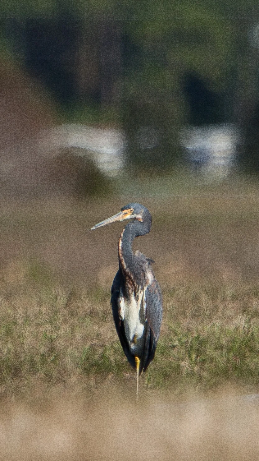 tricolored Heron.JPG