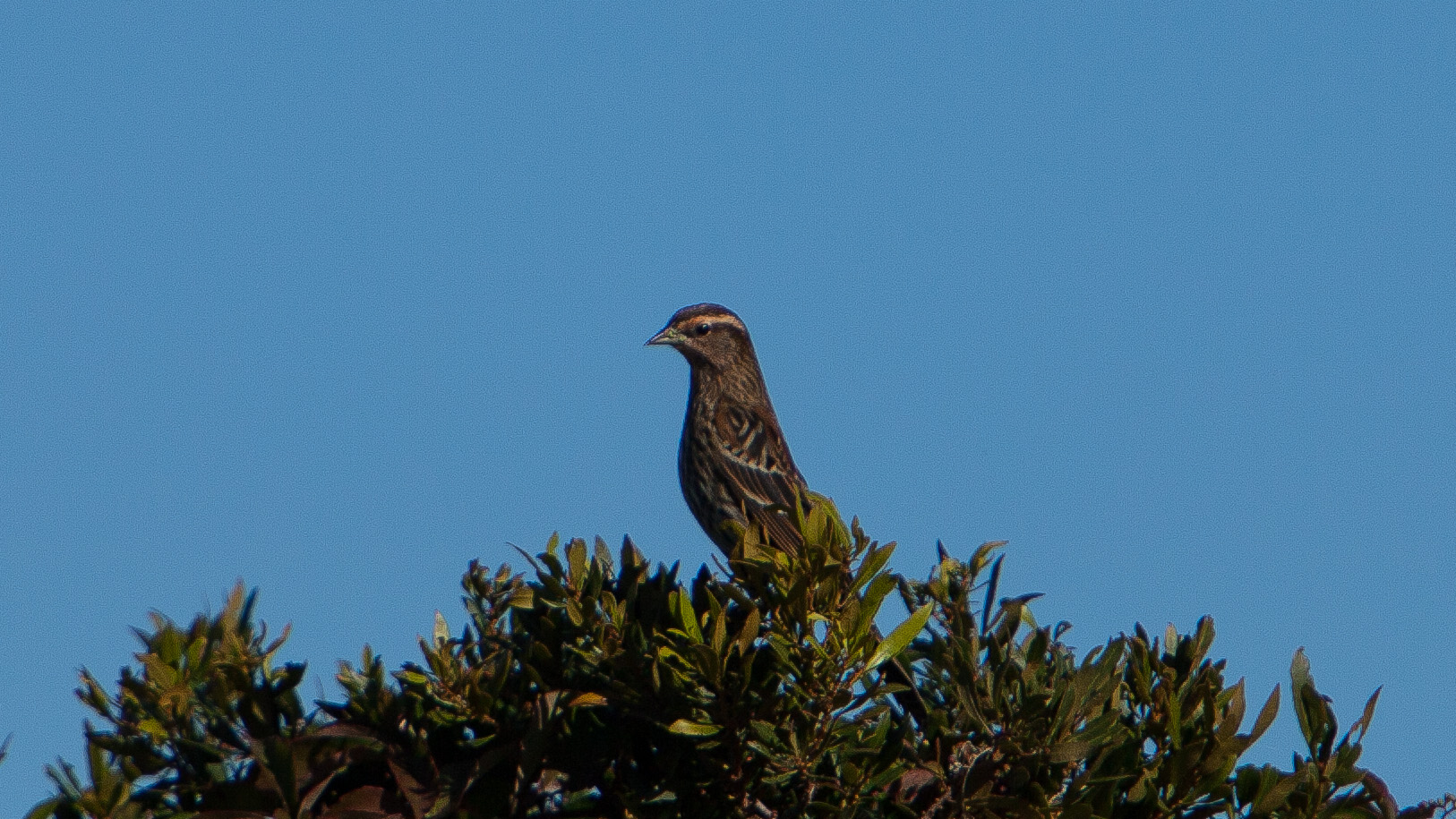 Nelson's Sharp Tailed Sparrow.JPG