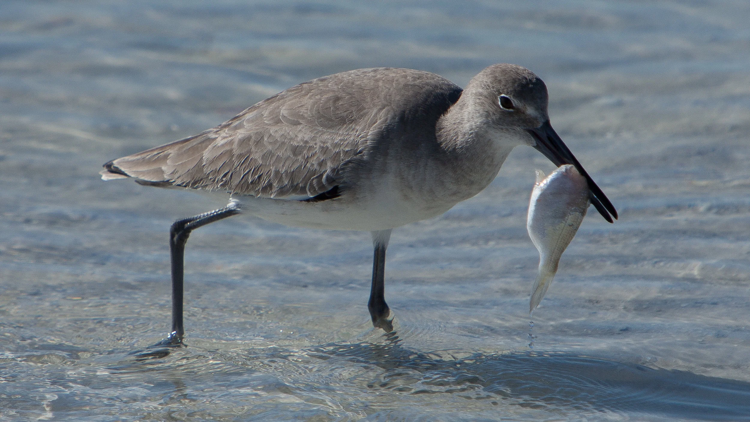 Willet.JPG