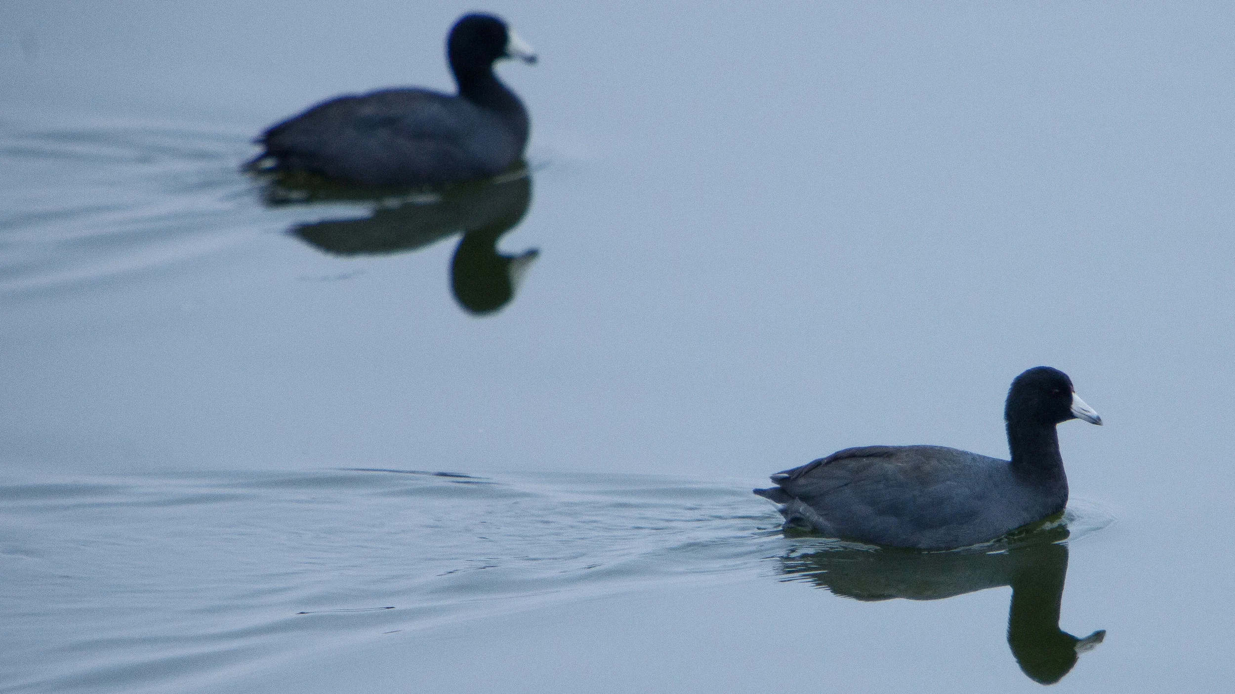 American Coot.JPG