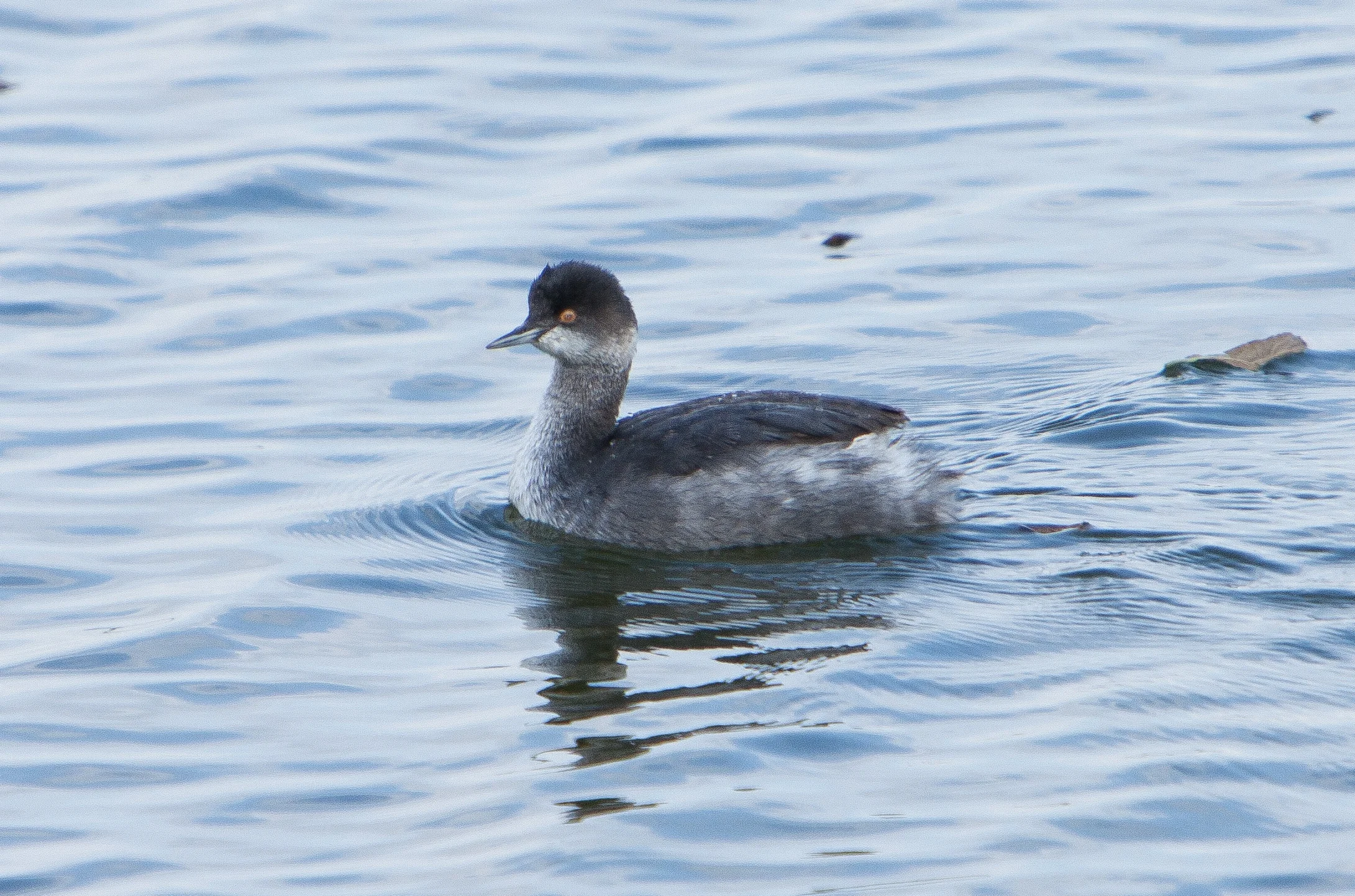 eared grebe (winter).JPG