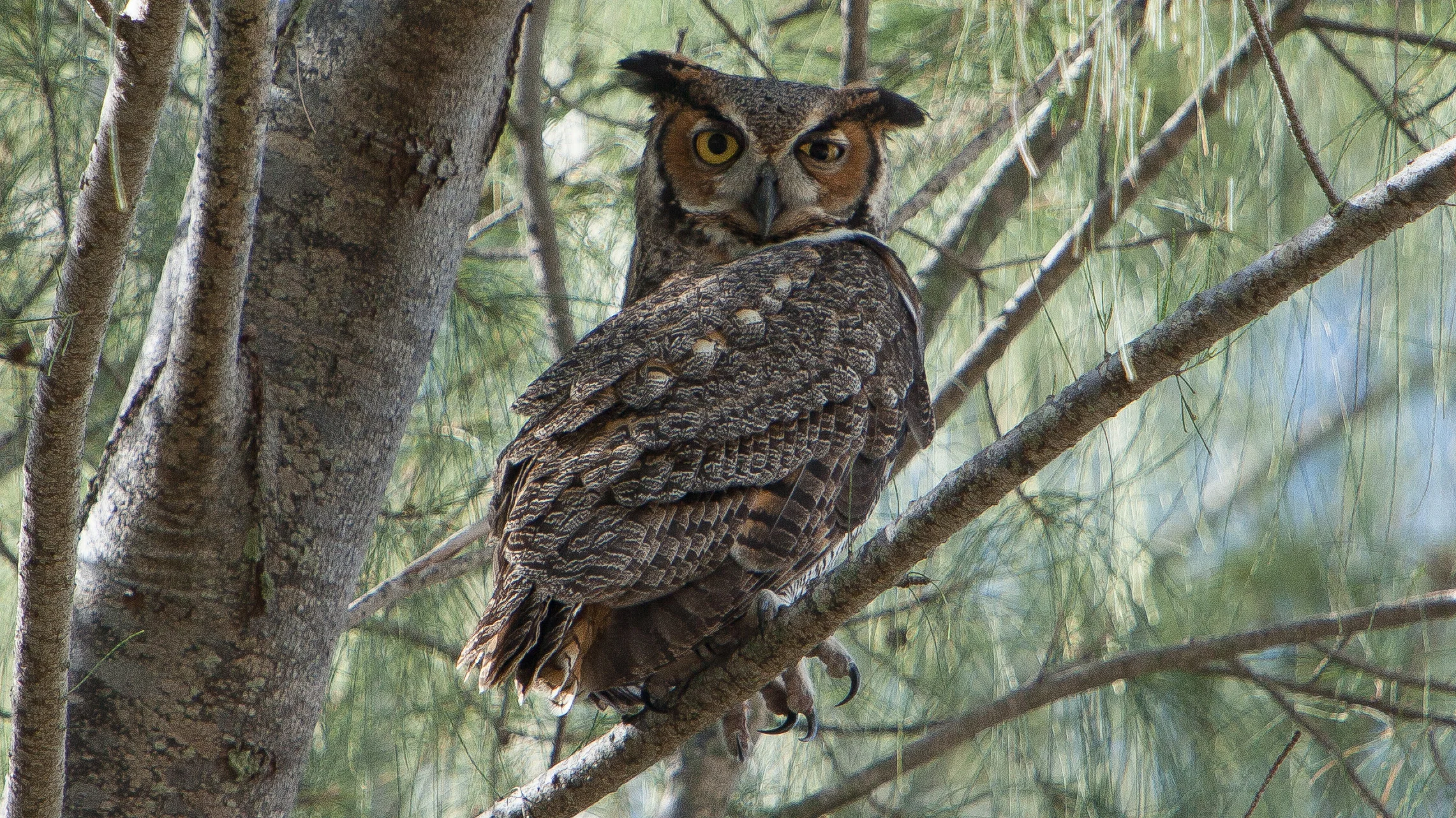 great horned owl.JPG