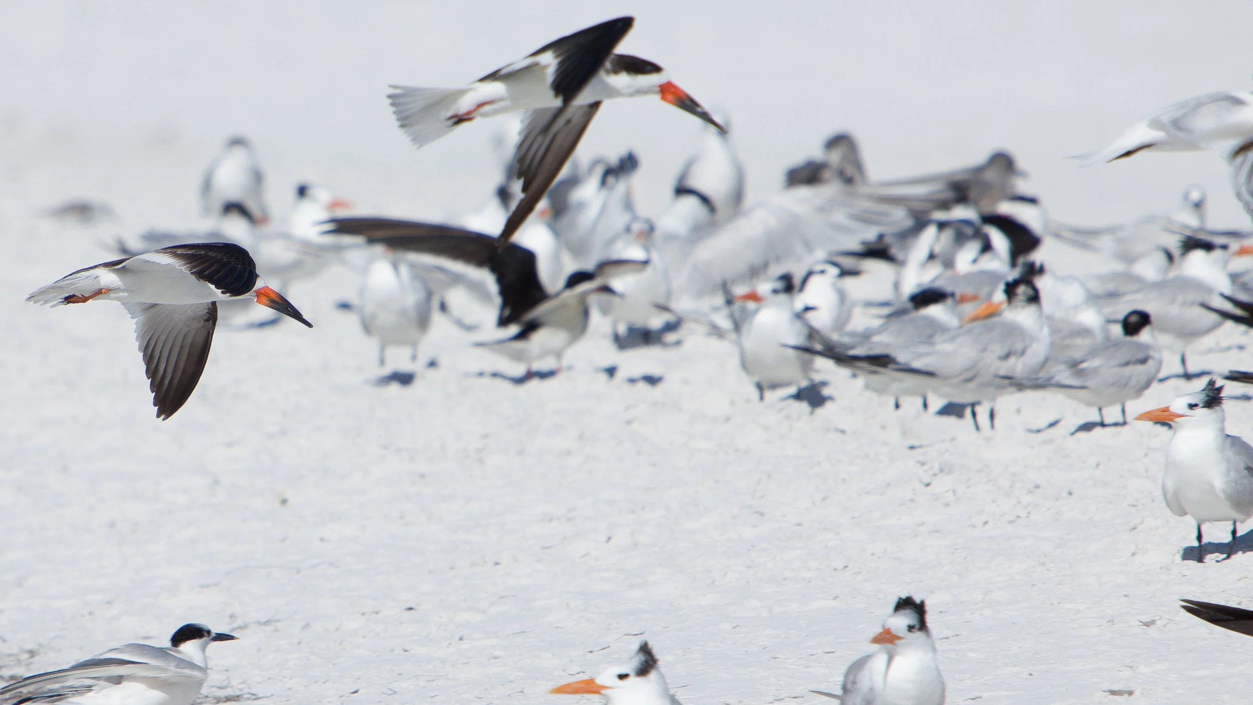 Black Skimmer .JPG