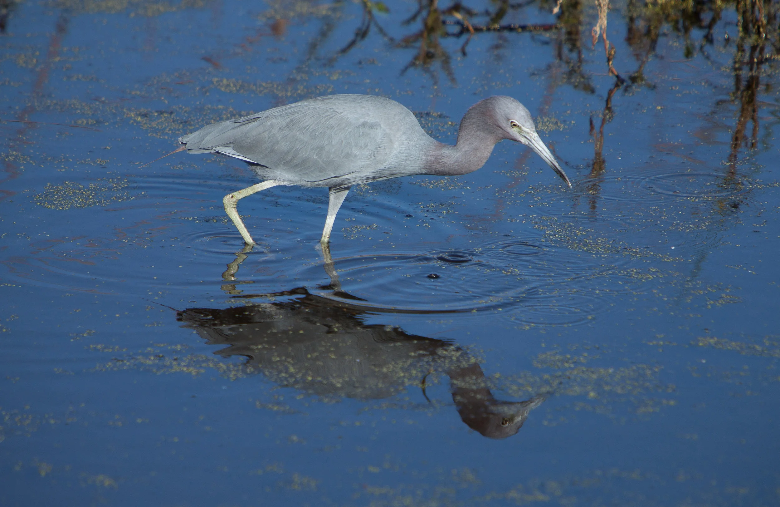 Little Blue Heron.JPG