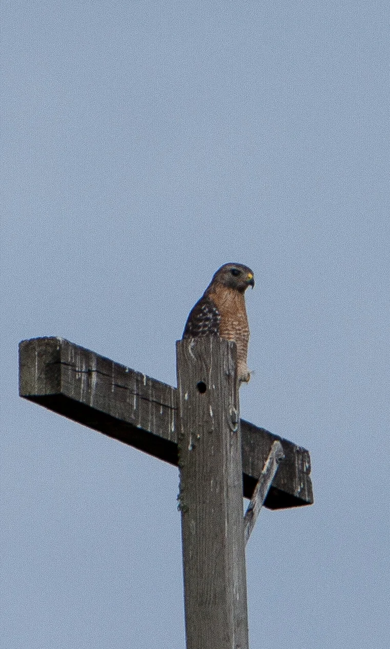 Red Shouldered Hawk.JPG