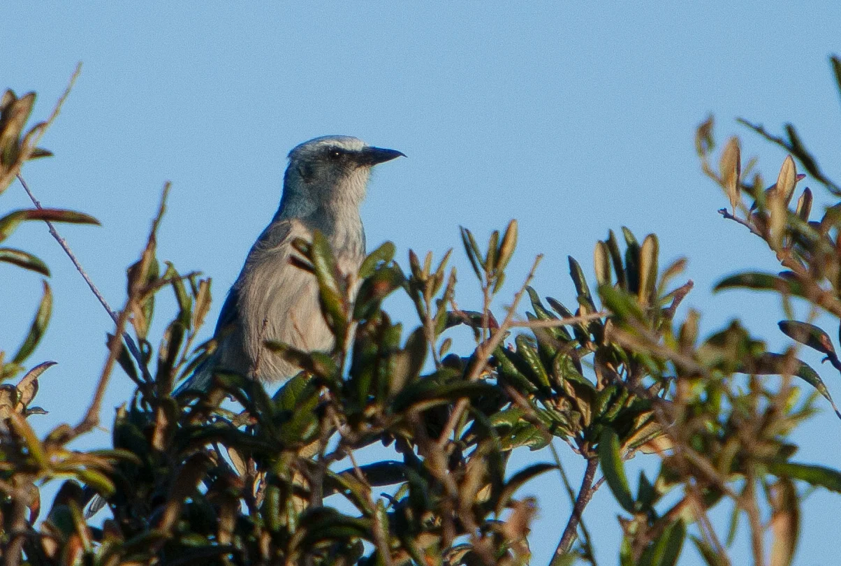 scrub jay.JPG