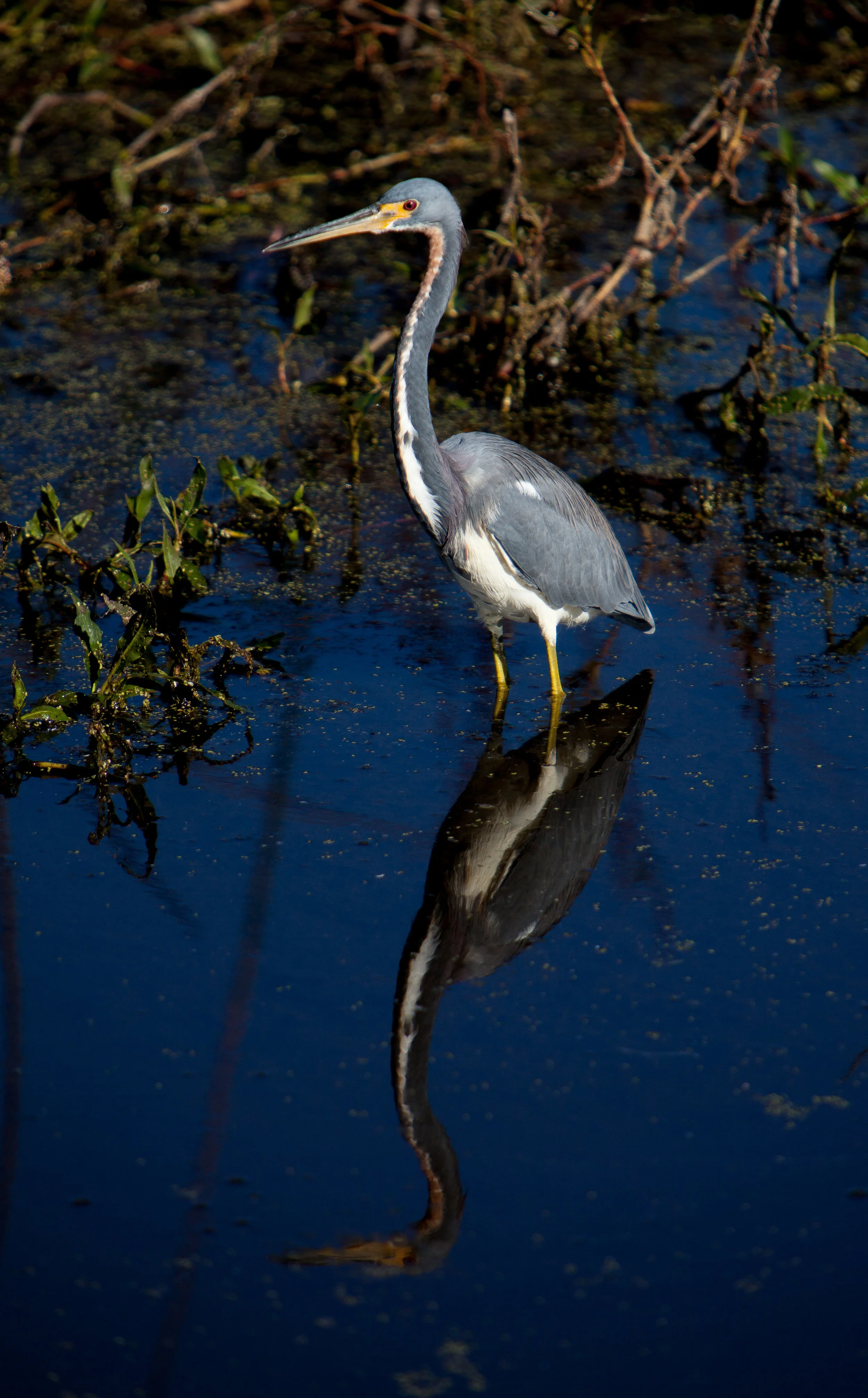 tricolored heren 3.JPG