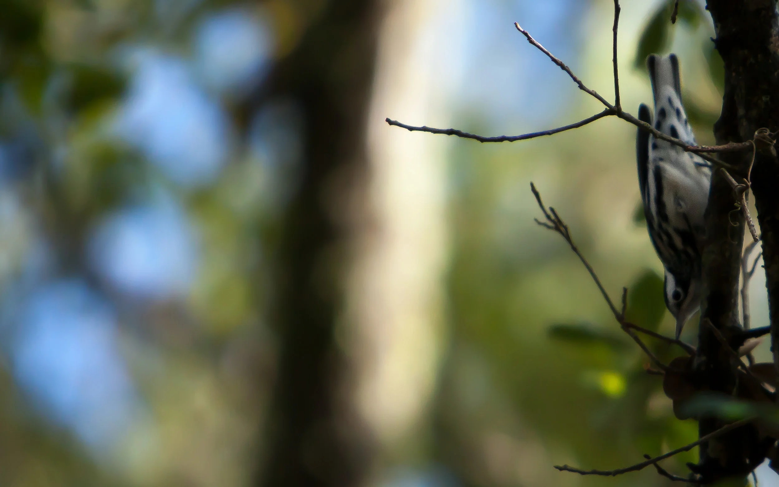 black and white warbler.JPG
