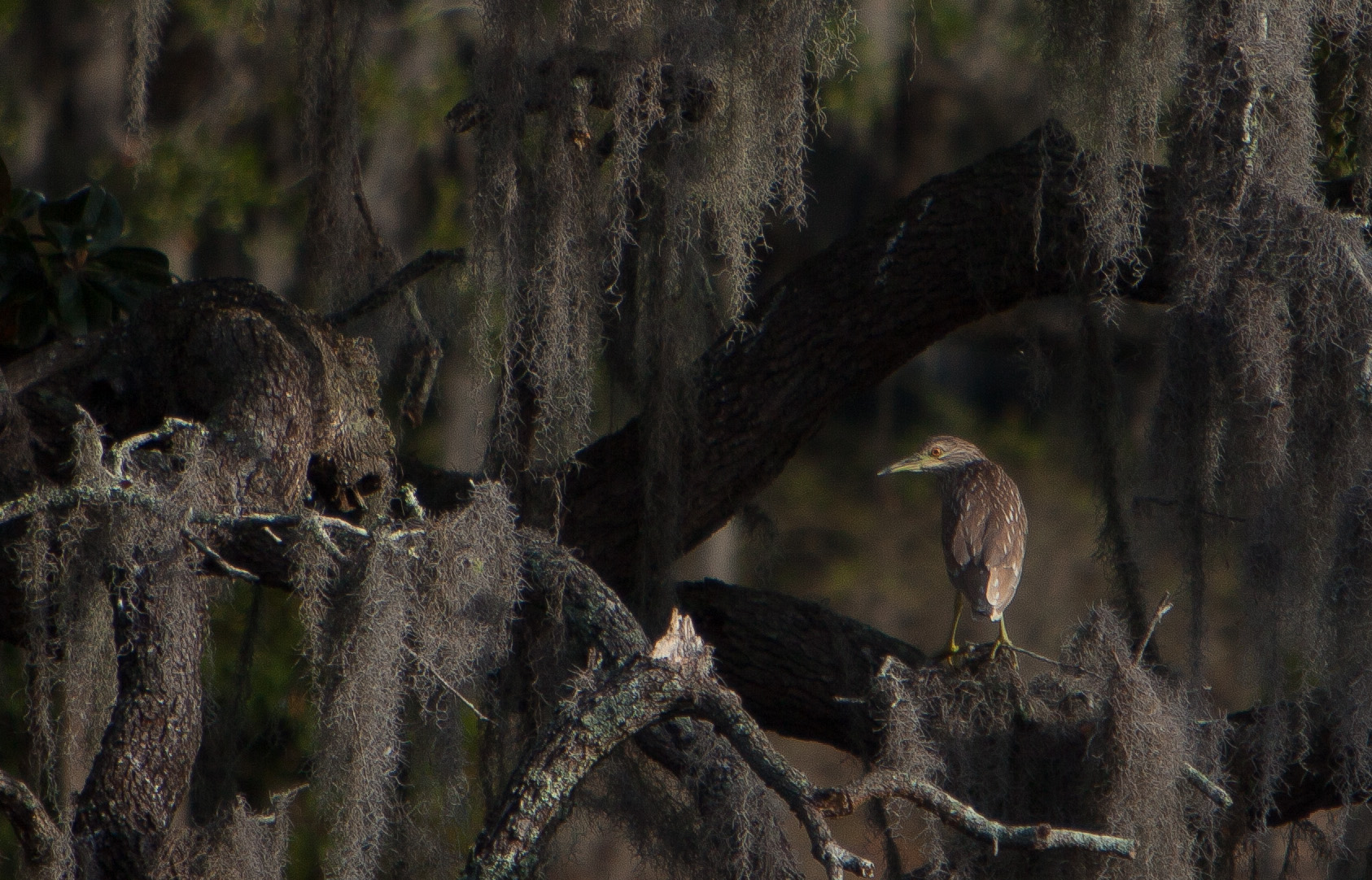 Black Crowned Night Heron Juvenile.JPG