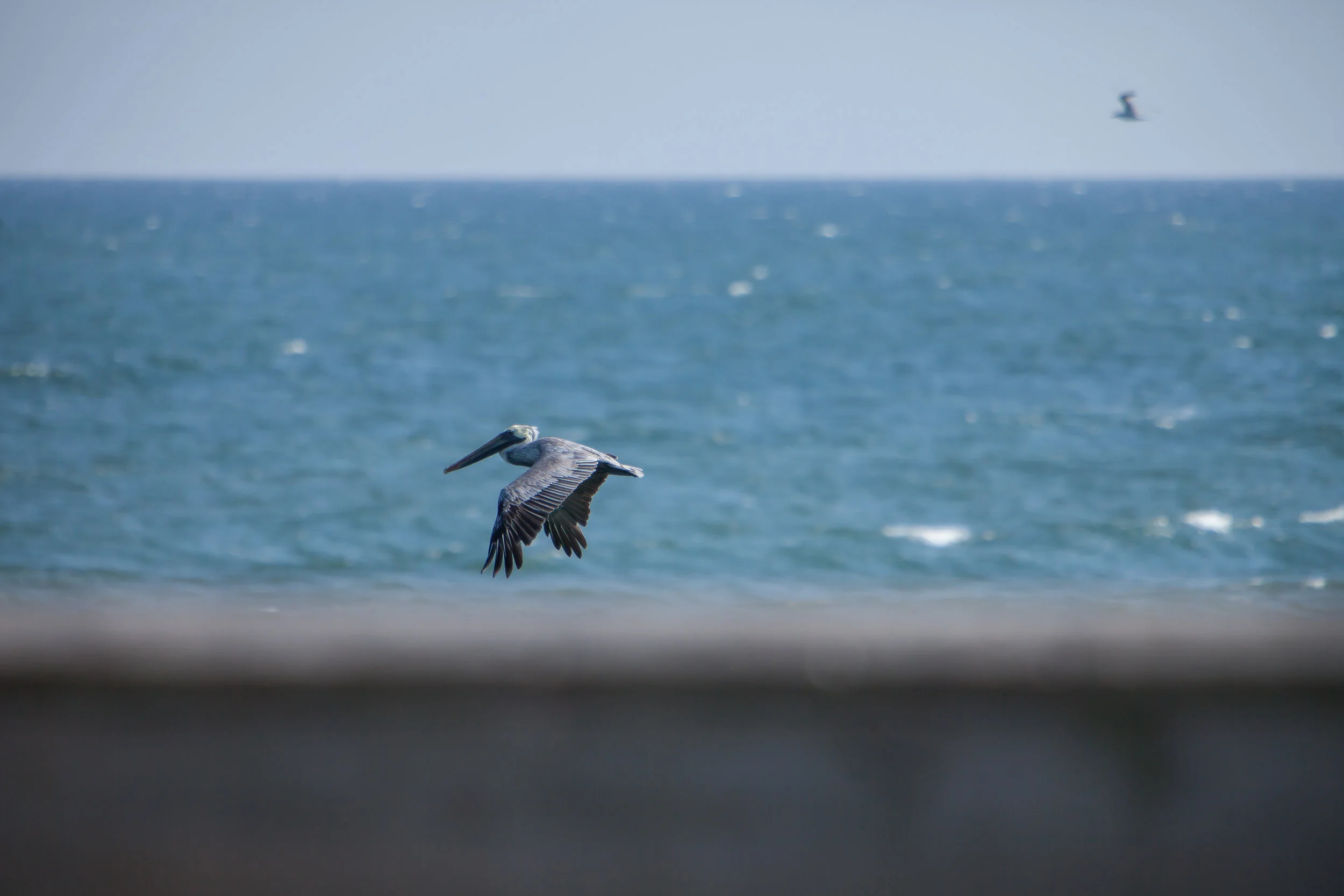 brown pelican.JPG