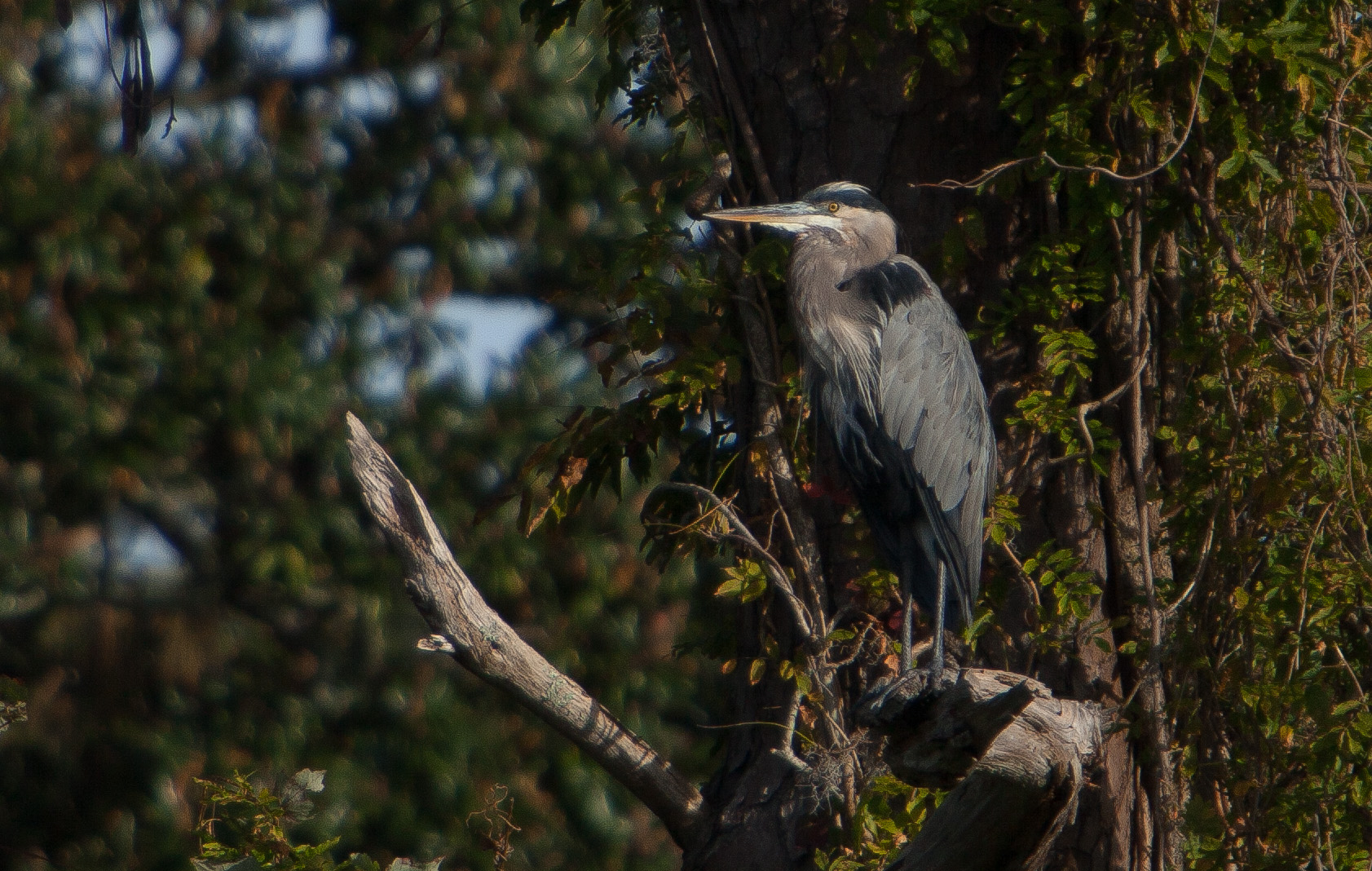 Great Blue Heron.JPG