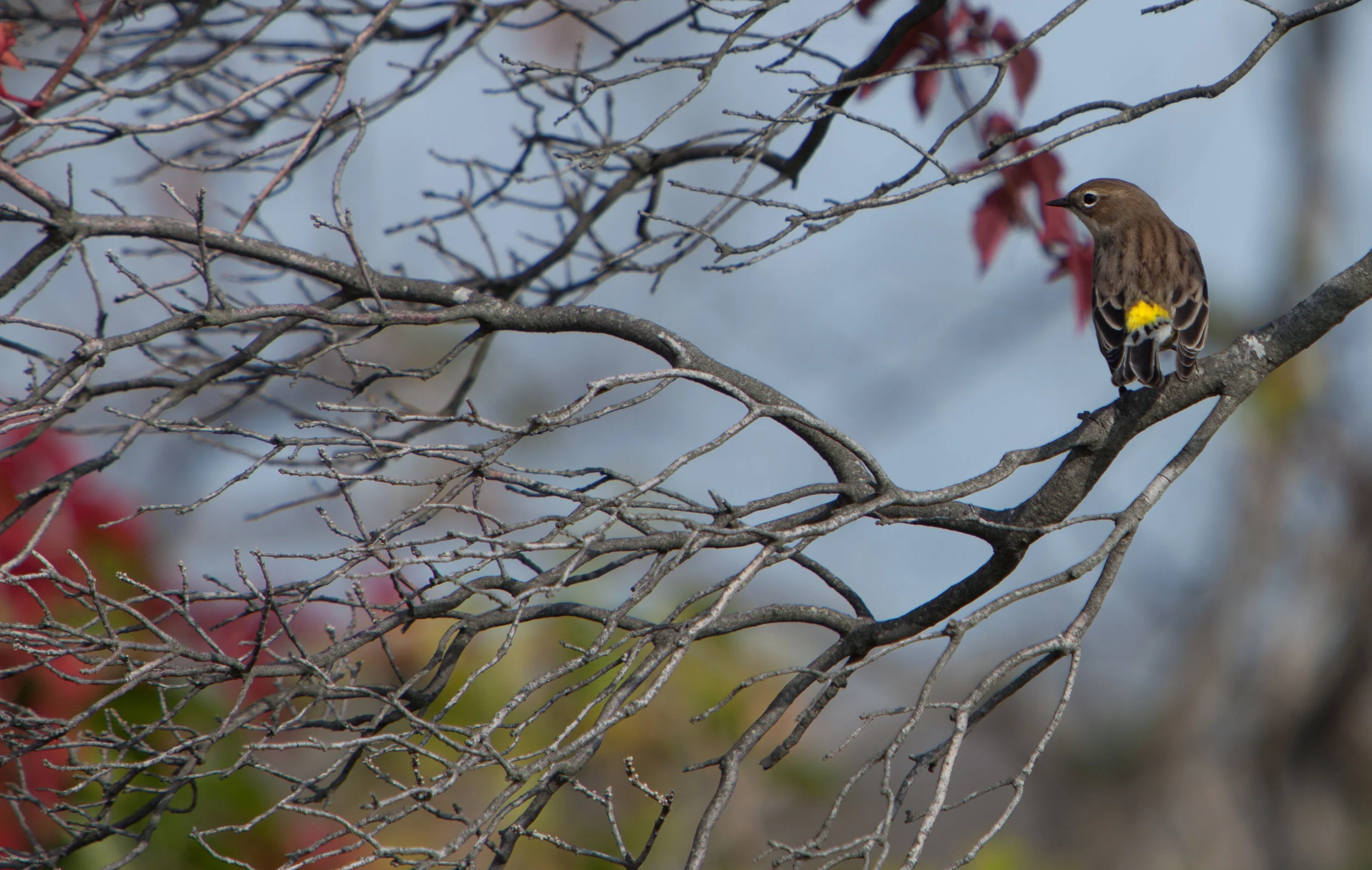 yellow rumped warbler.JPG