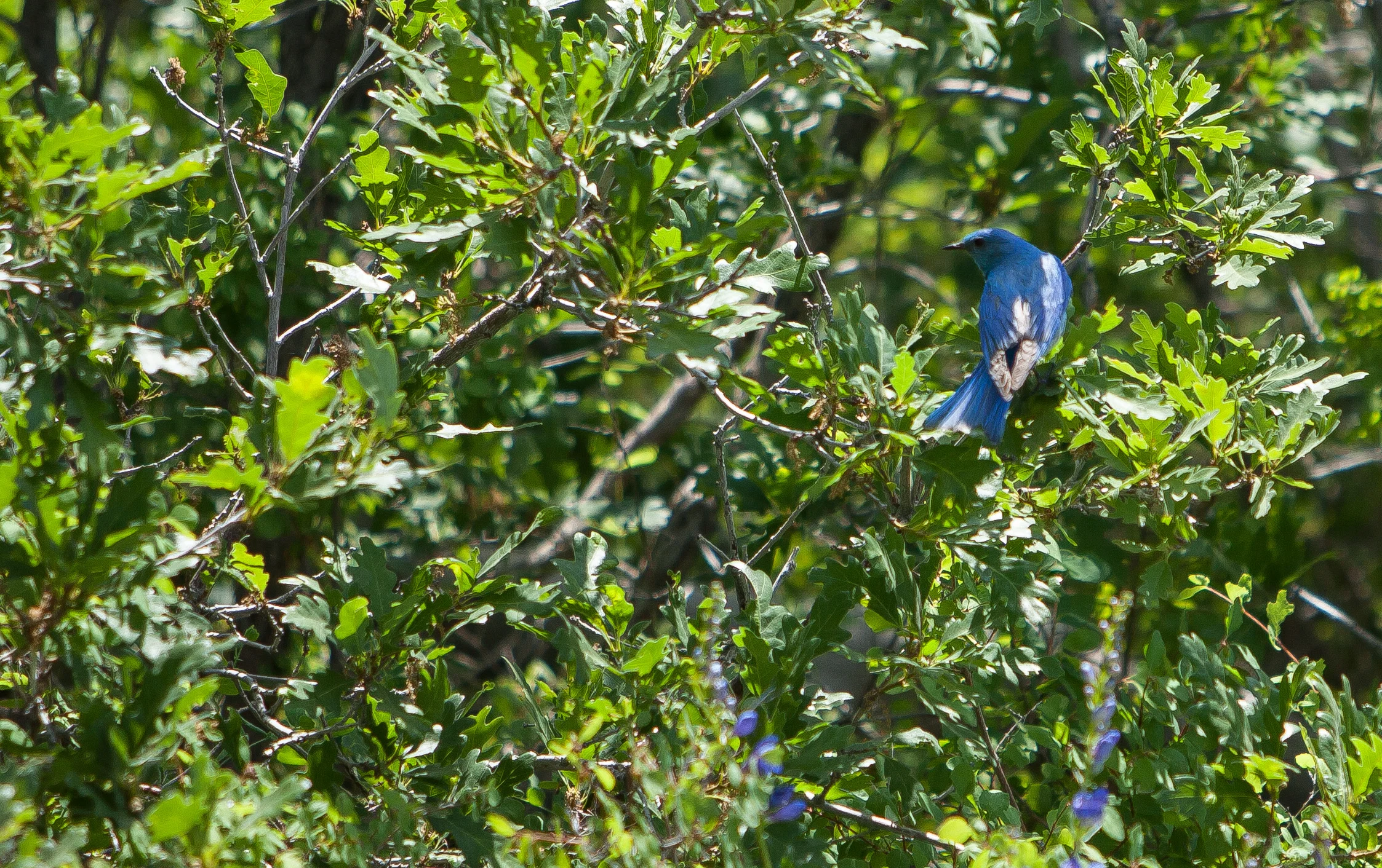 Mountain Bluebird 6_21_16 mesa verde.JPG