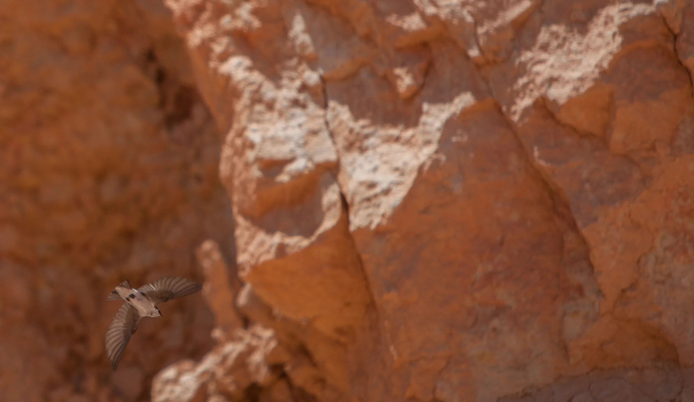 violet green swallow Bryce Canyon june 24 2016.JPG