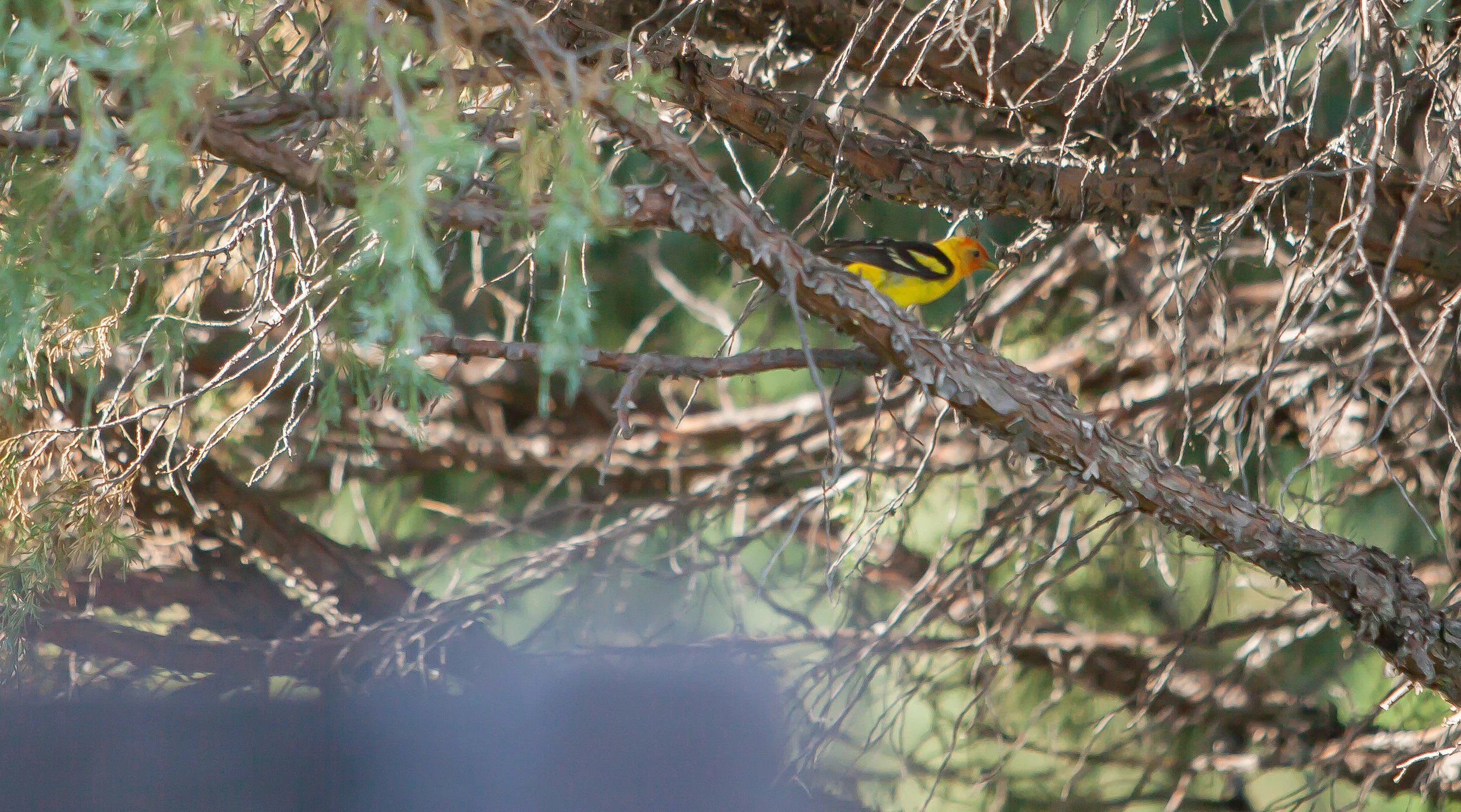 western tanager 2.JPG