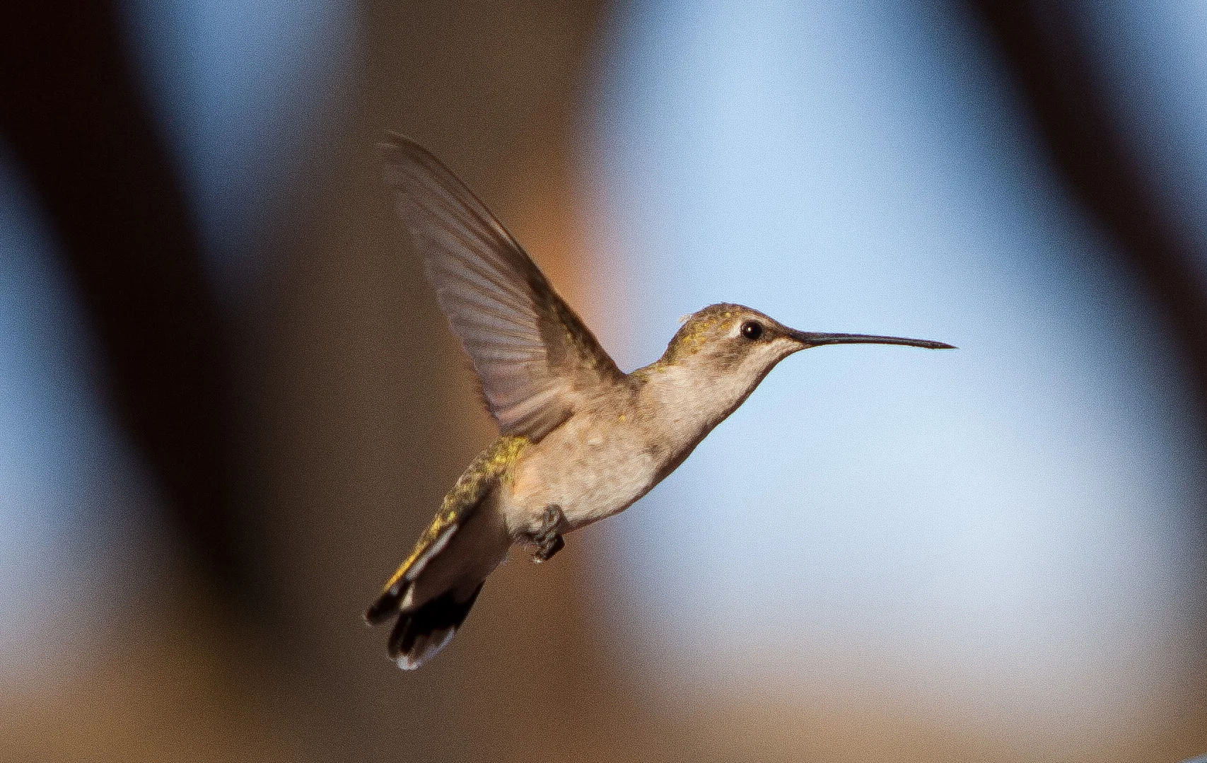 identify humming.JPG