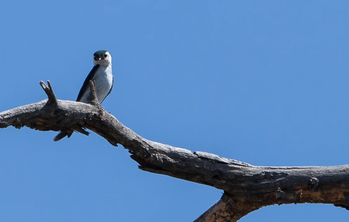identify viloet green swallow summer 16.JPG