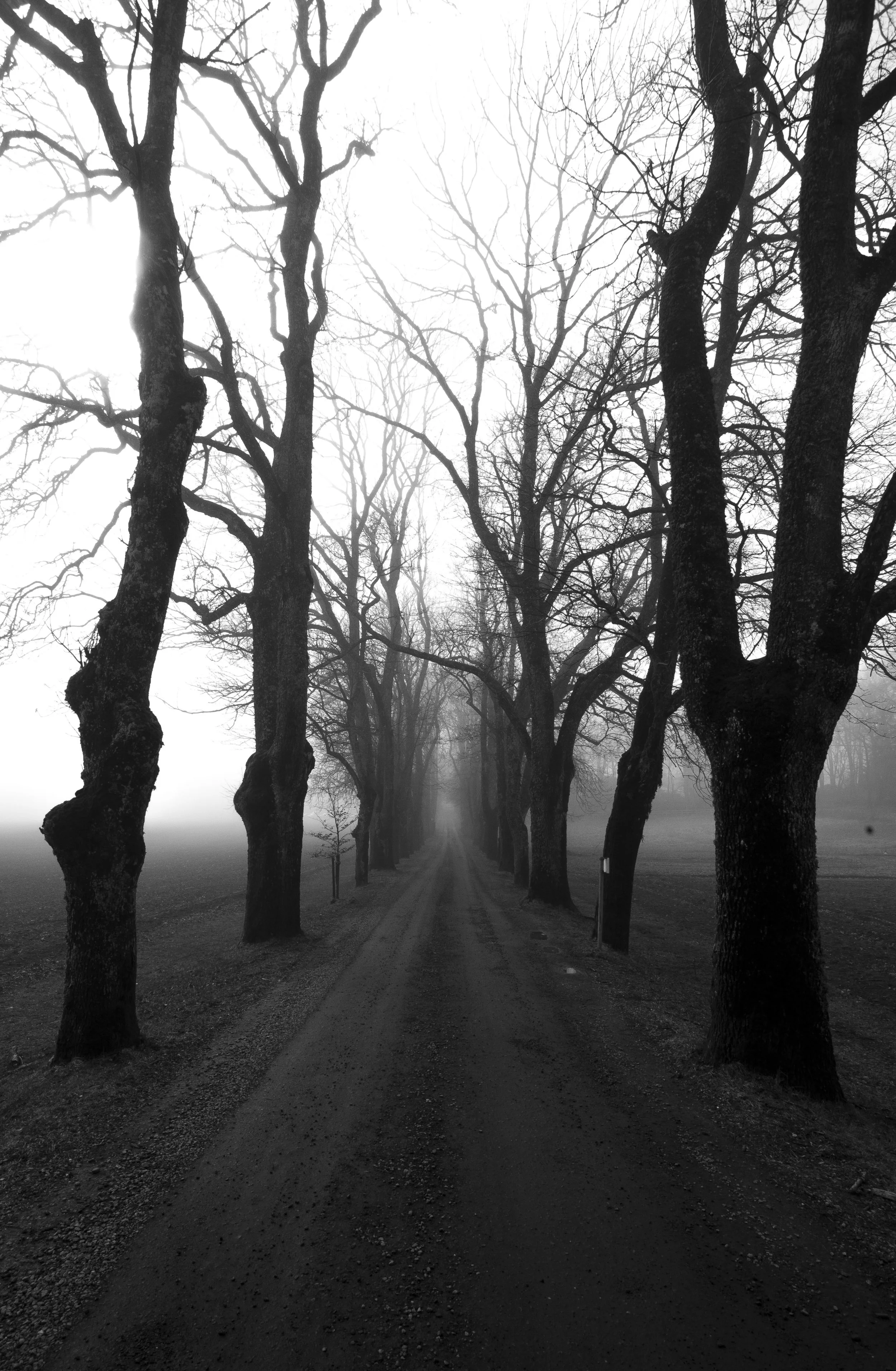 misty walk.JPG
