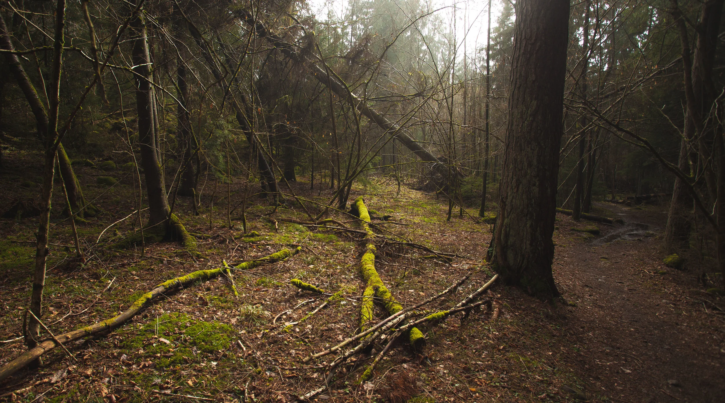 norway woods.JPG