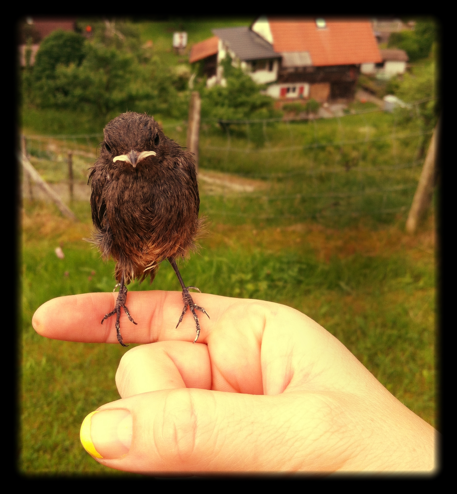 A_little_warrior_bird_that_we_saved
