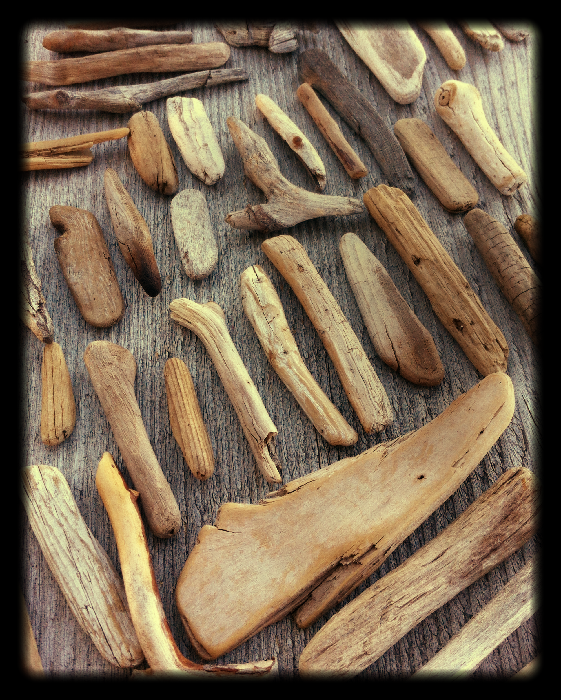 Driftwood_collected_at_Honeymoon_Point_Chilko_Lake