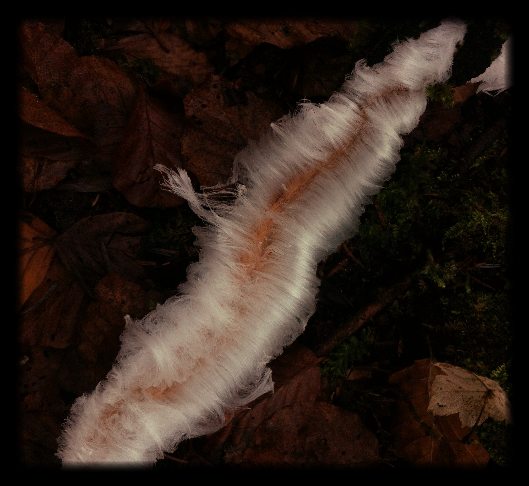 Wisps_of_ice_wrapped_around_a_branch