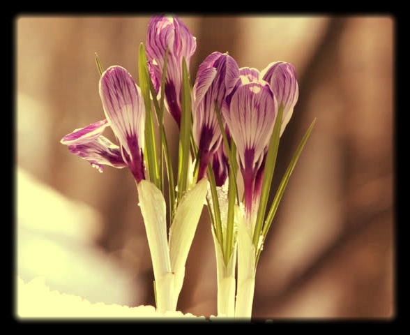 Crocuses_popping_up_from_their_wintery_sleep