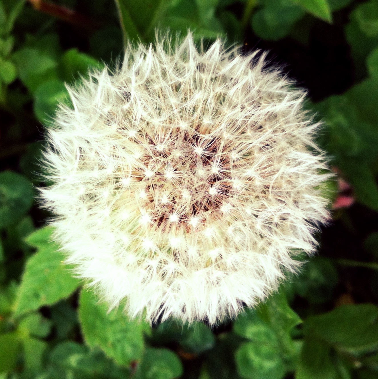 One_Spring_Wish