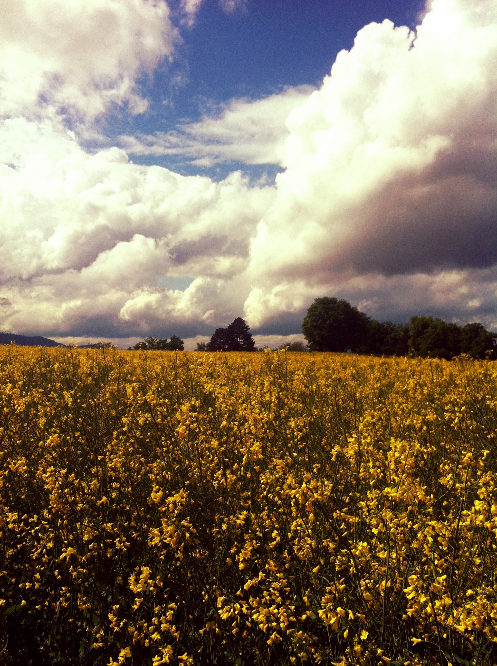 Spring_field_of_flowers