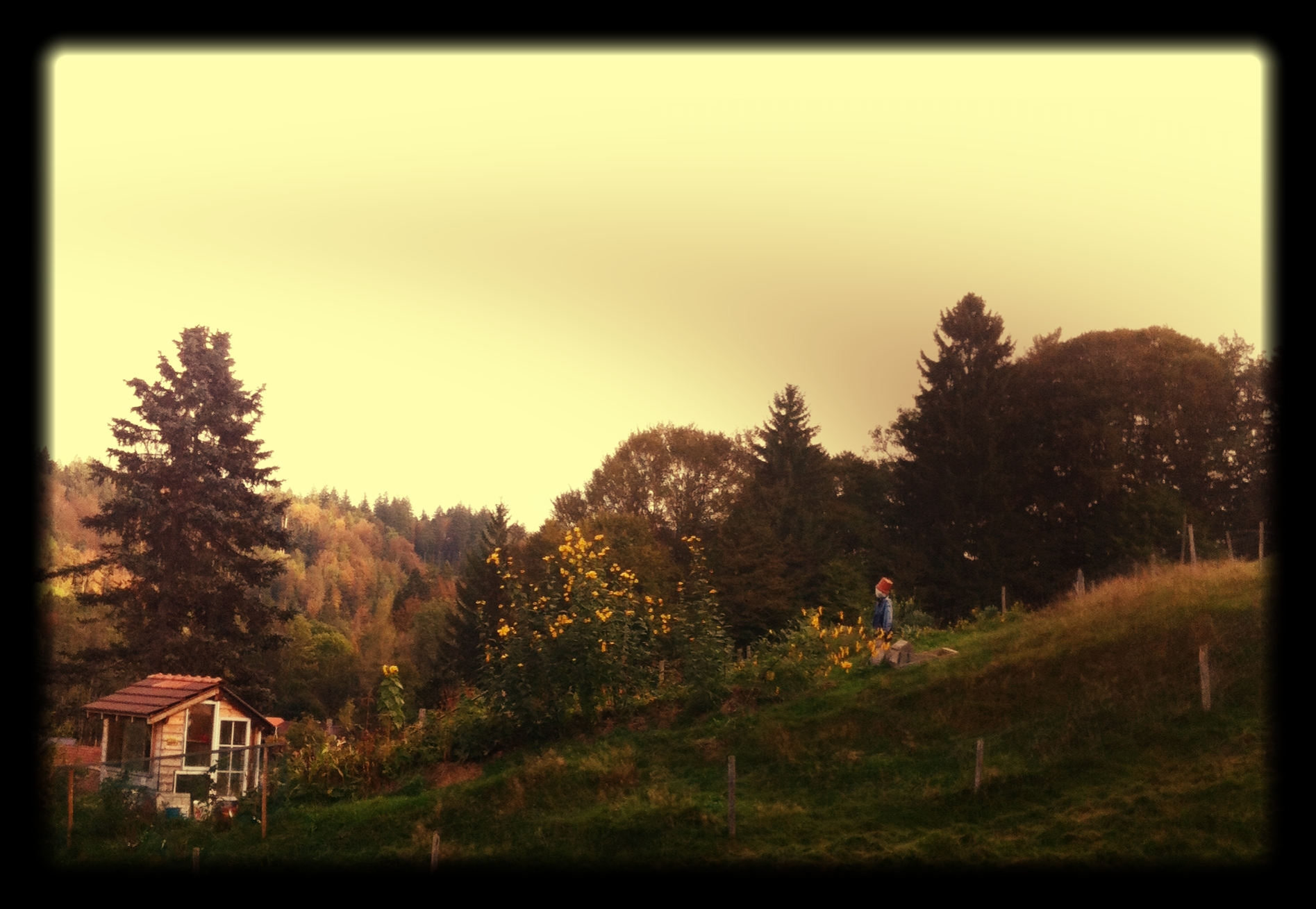 A_Lovely_view_of_our_Permaculture_Garden