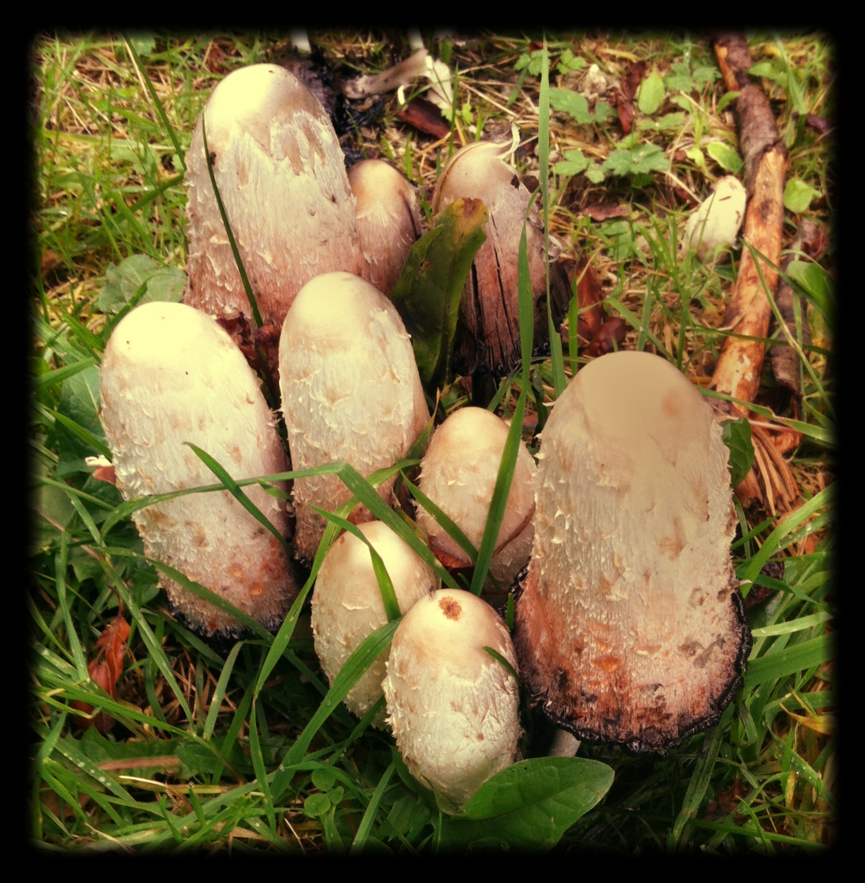 Coprinus_Musrooms__Edible