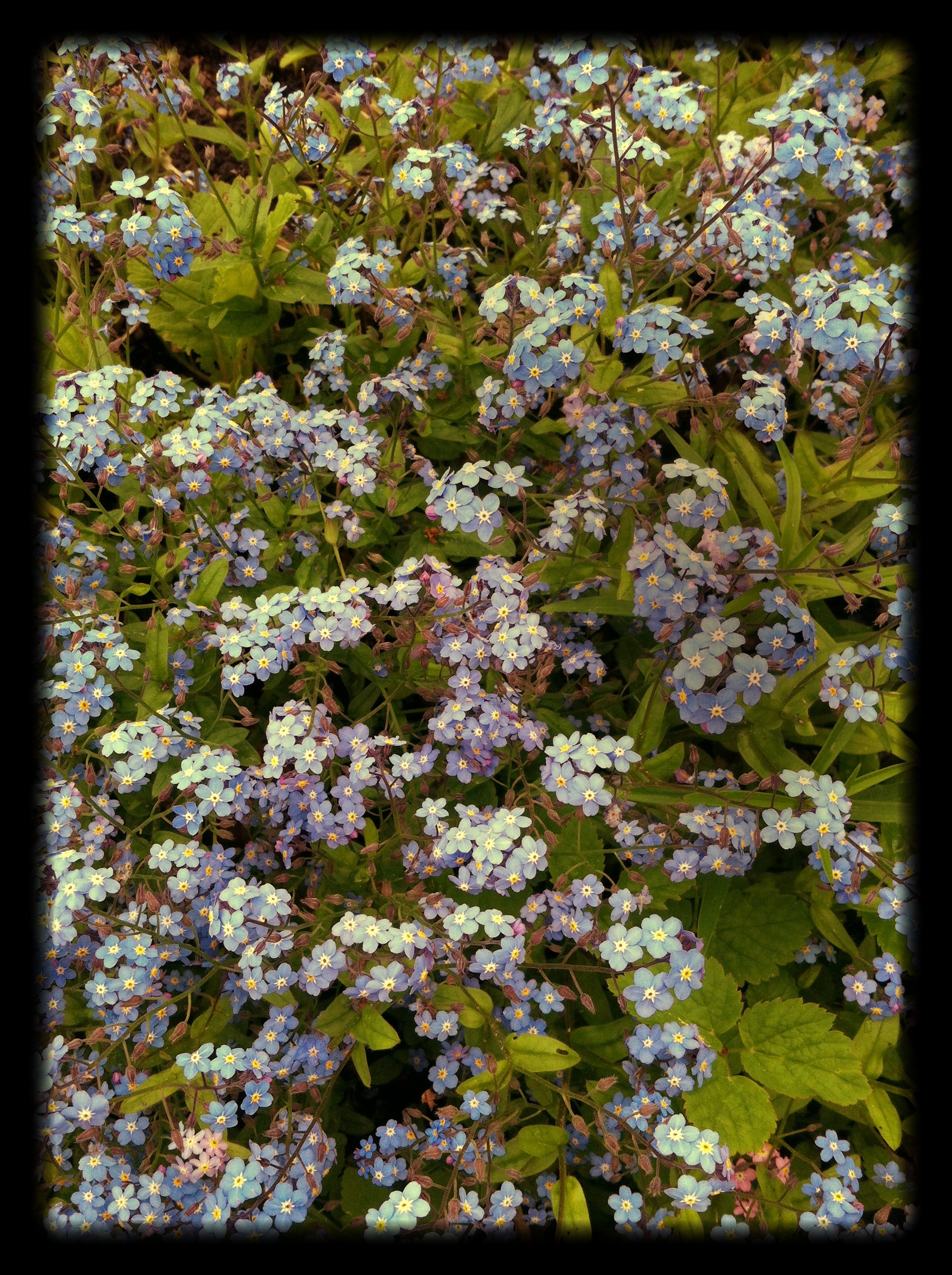 Forget_Me_Nots