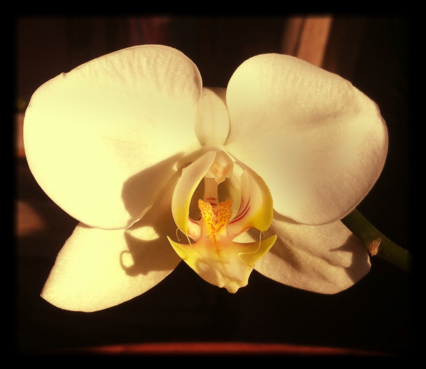My_First_Orchid_Bloom