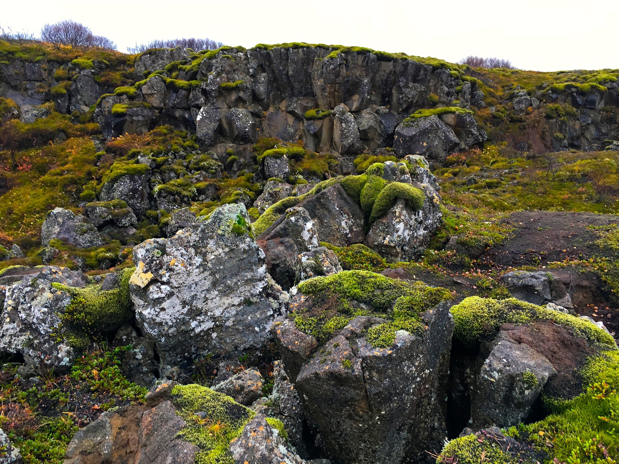 This is what the ground looks like throughout a lot of the countryside- the green moss is springy!