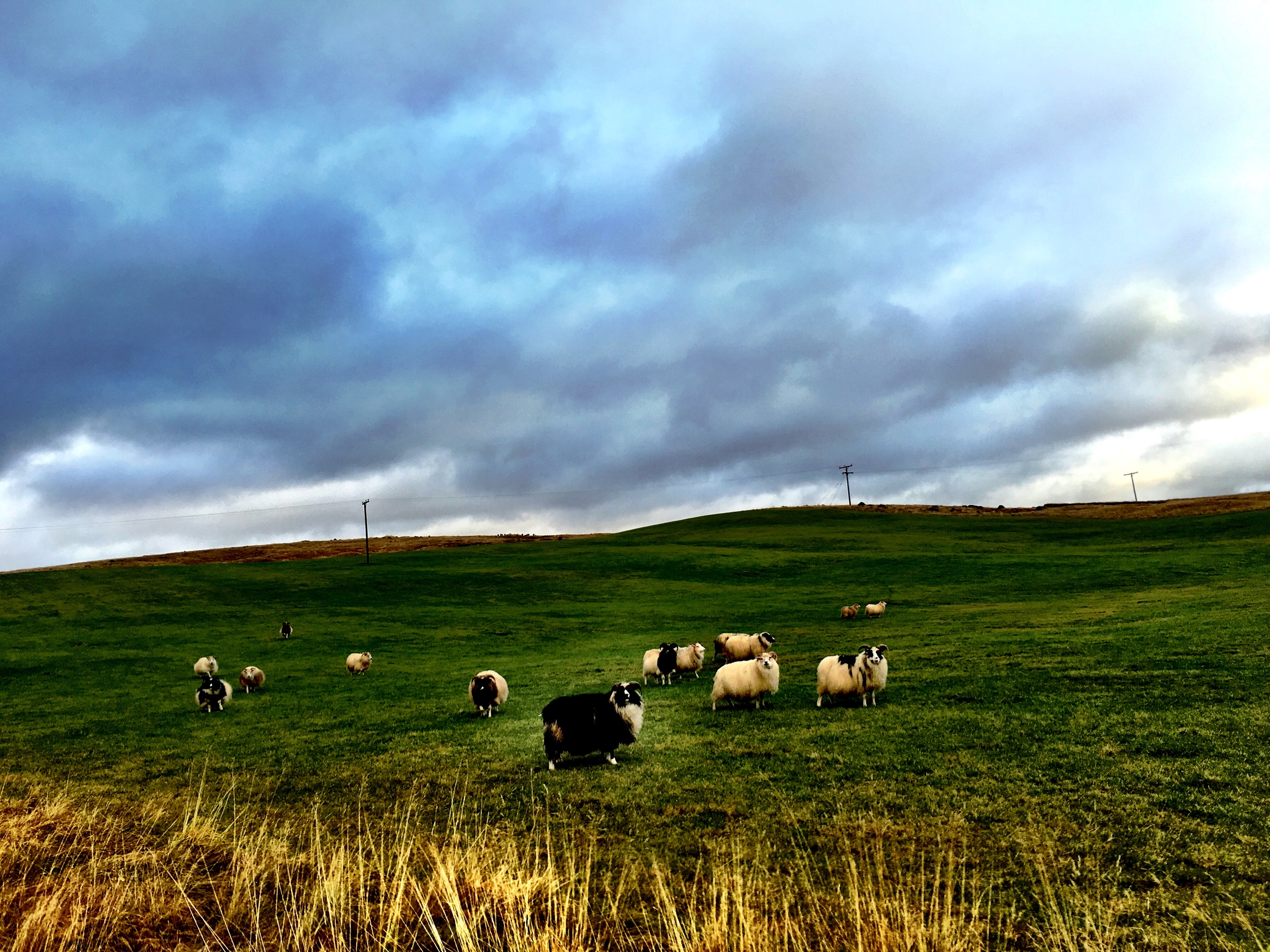 Sheep. SO MANY SHEEP!!!