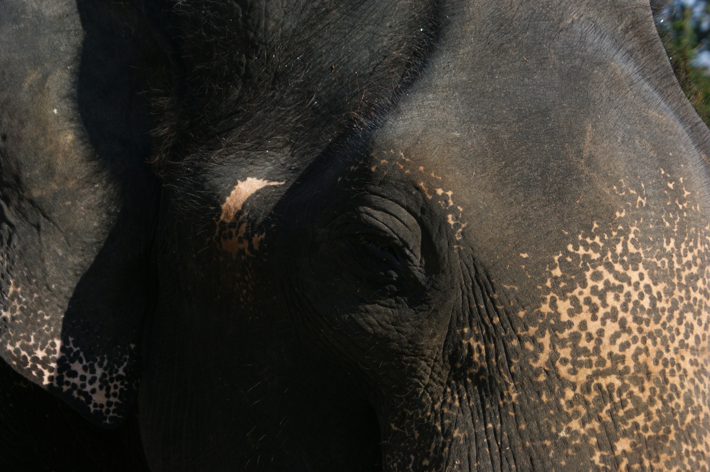 Male Asian Elephant, Tamil Nadu, India R. Chandler