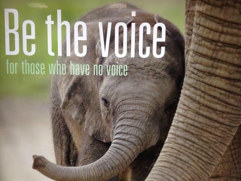 MARCH AGAINST EXTINCTION On October 4 JOIN THOUSANDS OF OTHERS CONCERNED ABOUT THE KILLING OF ELEPHANTS, RHINOS, AND TIGERS For more information visit the website http://www.march4elephantsandrhinos.org/ or Facebook page https://www.facebook.com/March4Elephants of Global March for Elephants and Rhinos. 