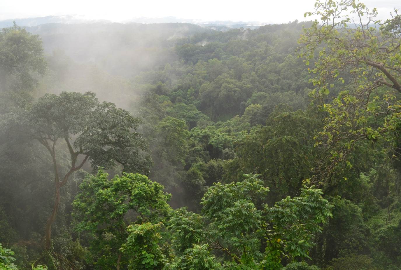 Garo Hills, Meghalaya, India: Primary Forest Valley