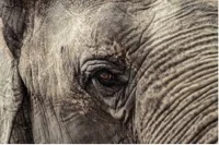 Source: animals.net