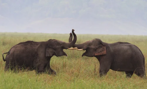 Get to know the Asian Elephant!