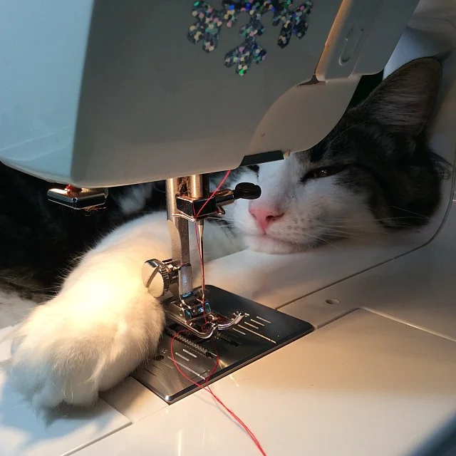 Then I sew. It is very exhausting, but I have lots of help...NOT!