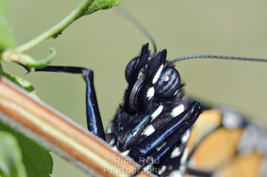 Modeled her eyes after Monarch eyes. 