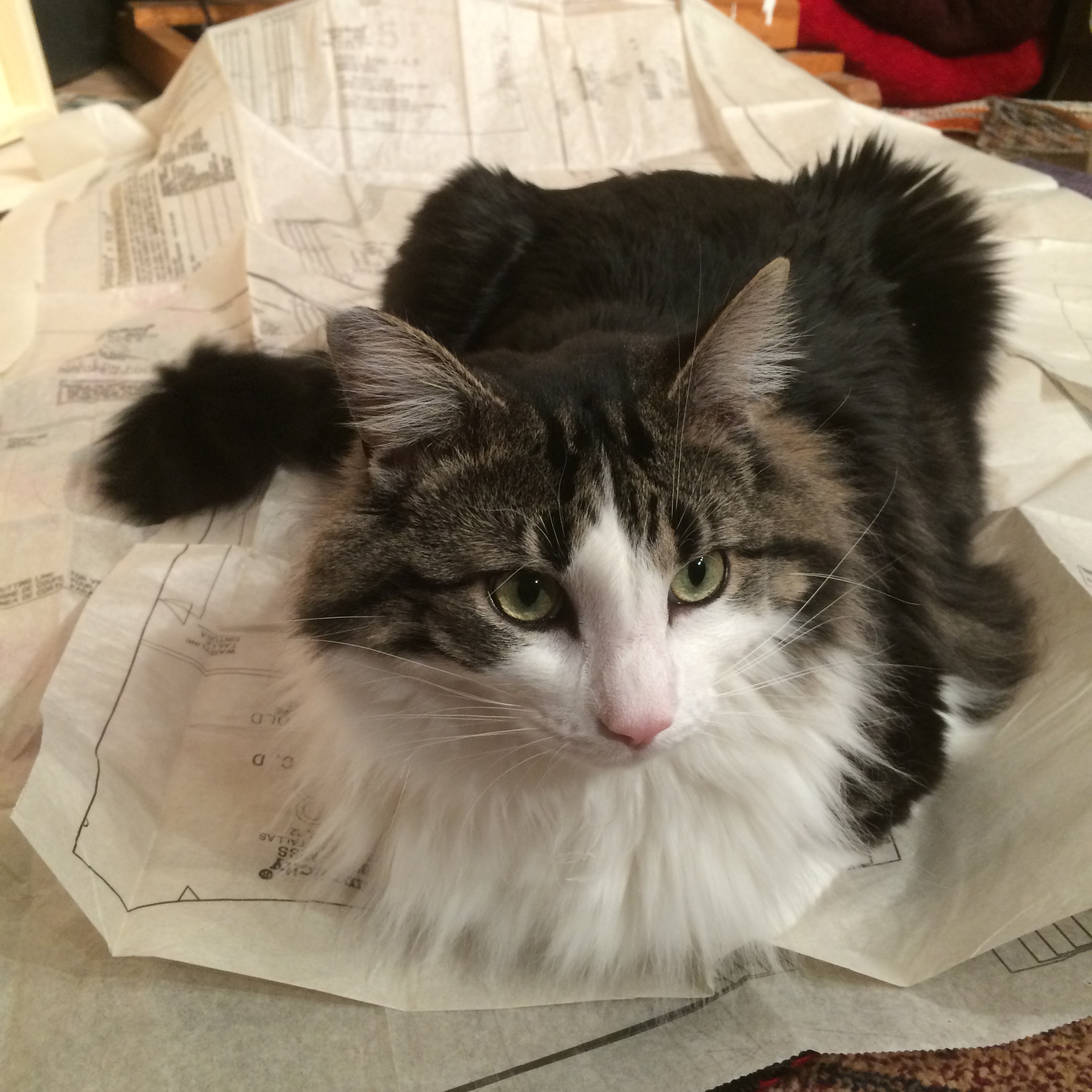 Cutting out the pattern. Simplicity 3882. Mr. Boo is always ready to lend a paw to assist. 