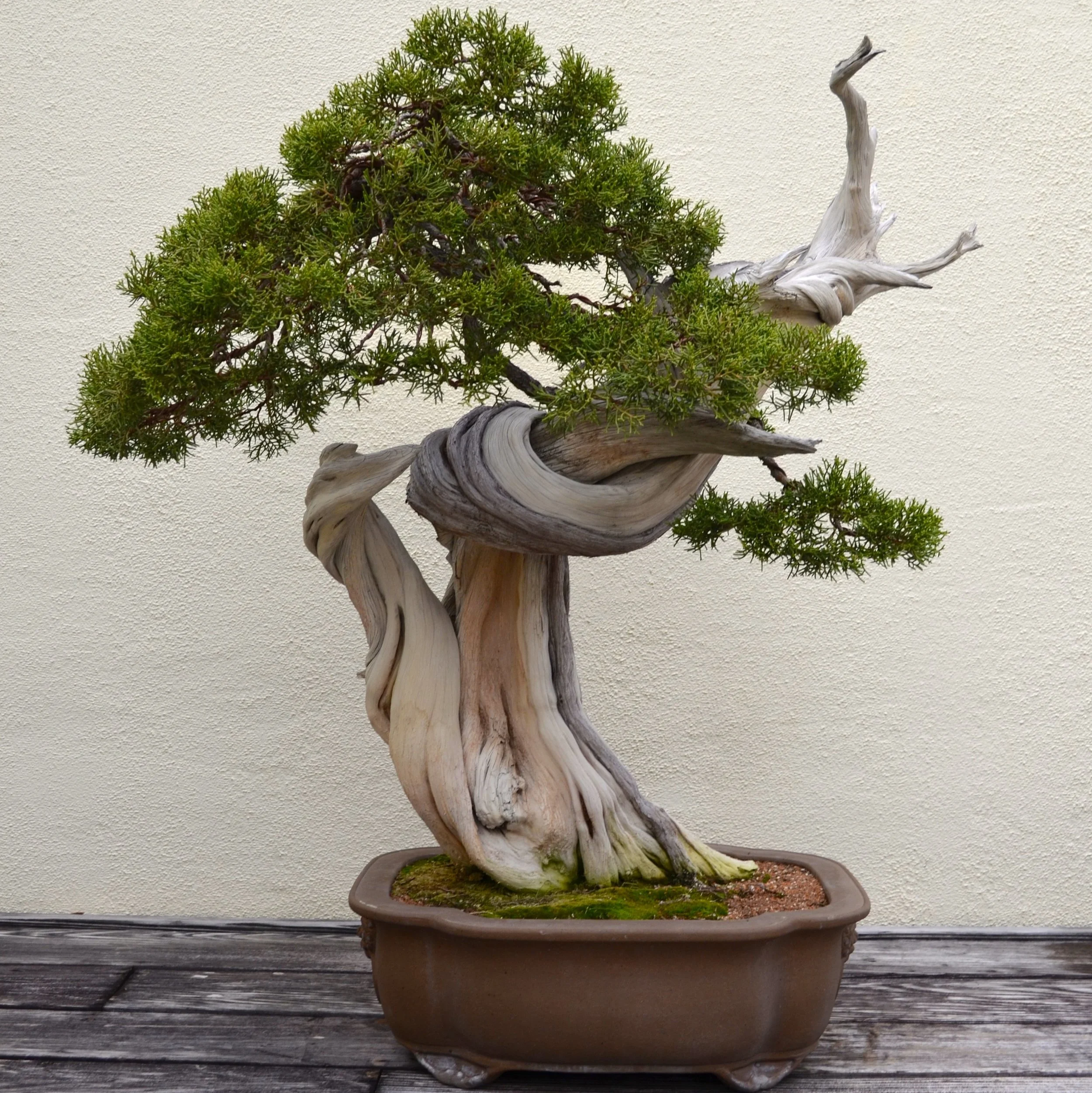 juniper-bonsai-trees.jpg
