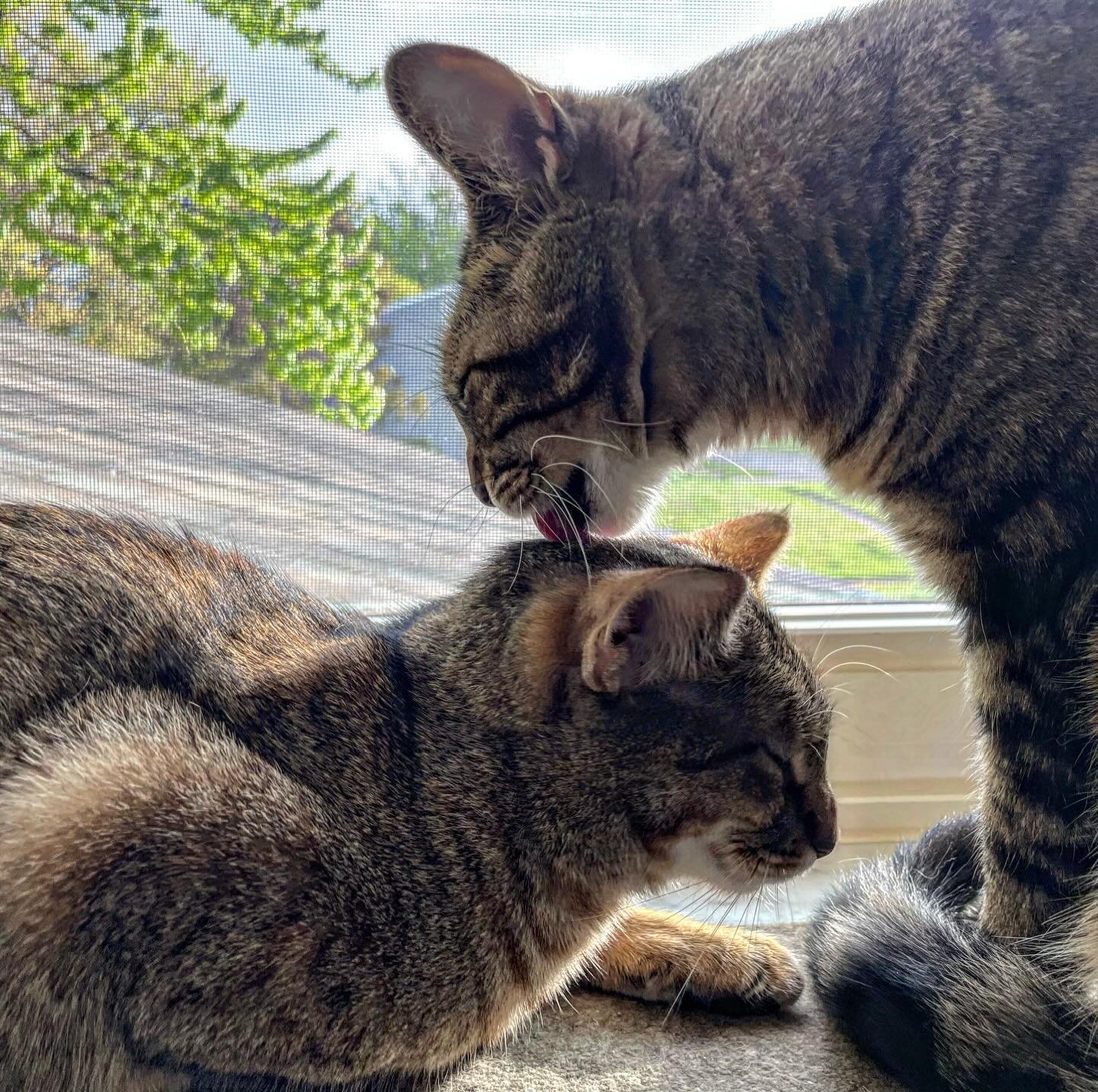 Joon and Cleo celebrated their 4th and 1st birthday on April 24 with a double fish breakfast and good bath! Happy #Caturday 🐈&zwj;⬛🎂🎏💦