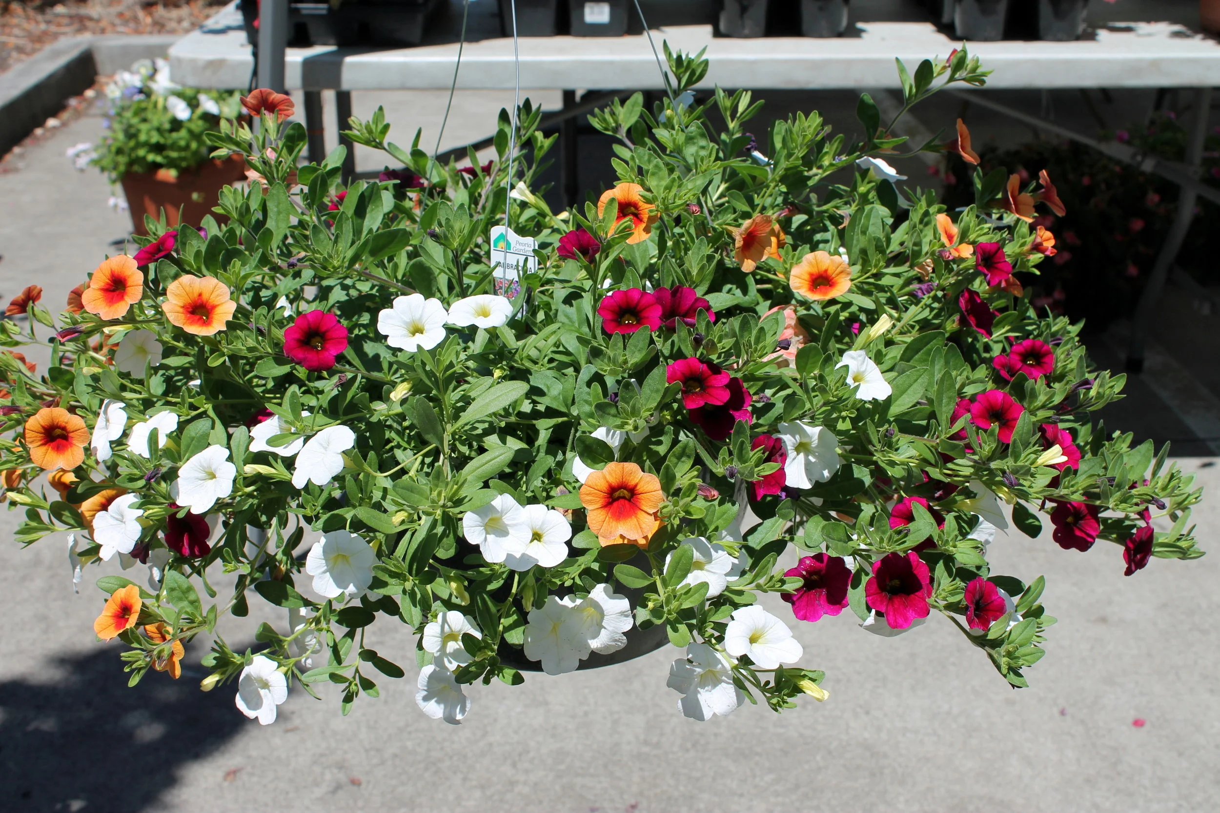 Flowering Baskets may differ in composition of species and "basket" size due to wholesale vendor assortment, seasonal and weather factors and vendor variations of production. 