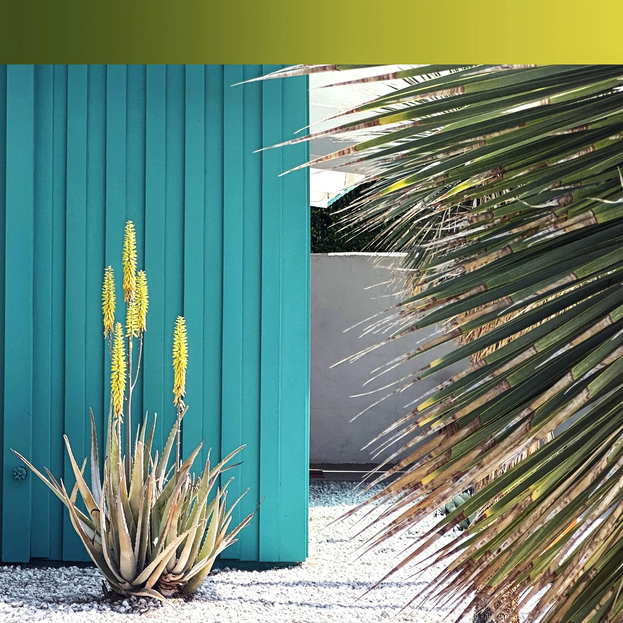 Color Story Aloe Bloom