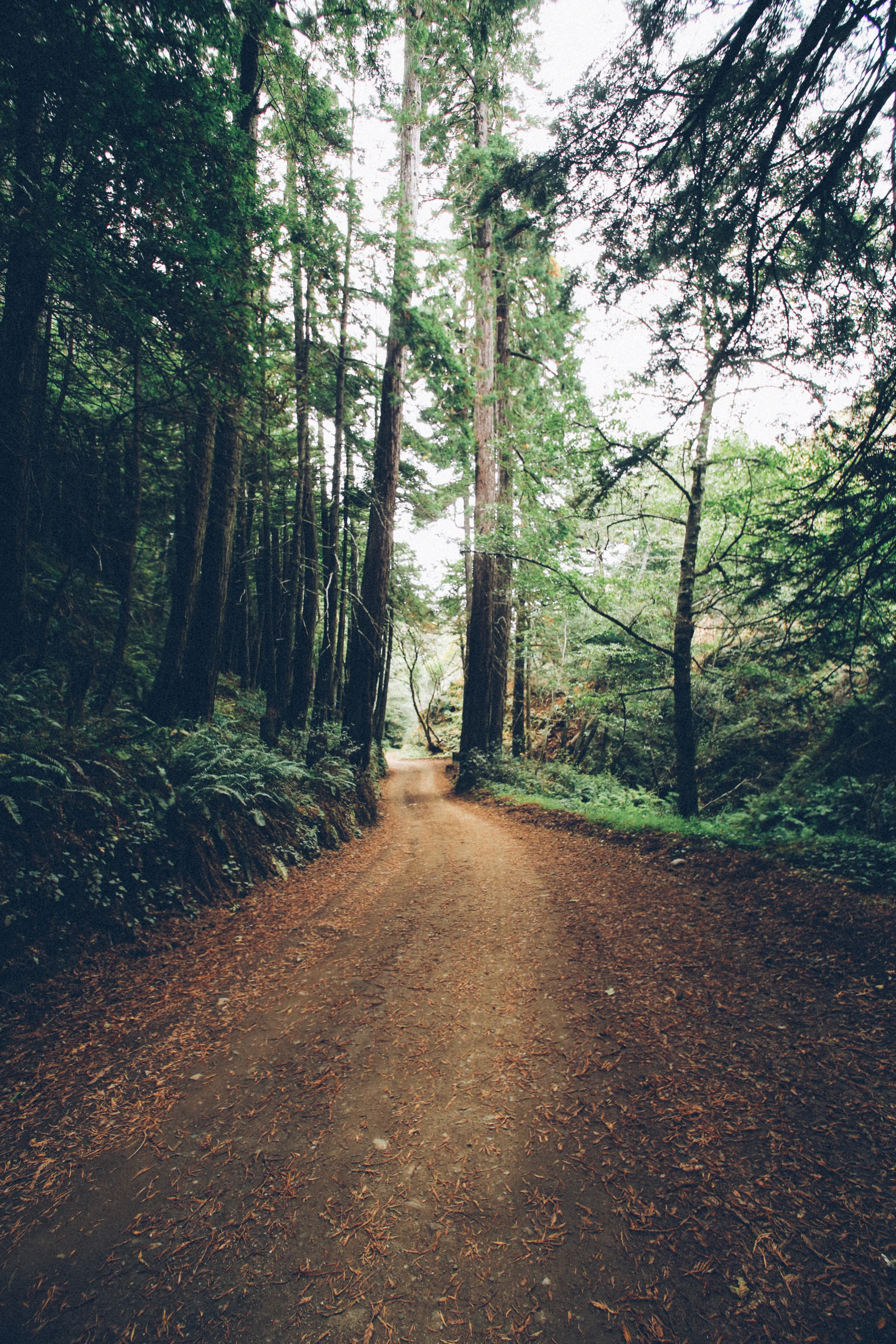 Old Coast Road