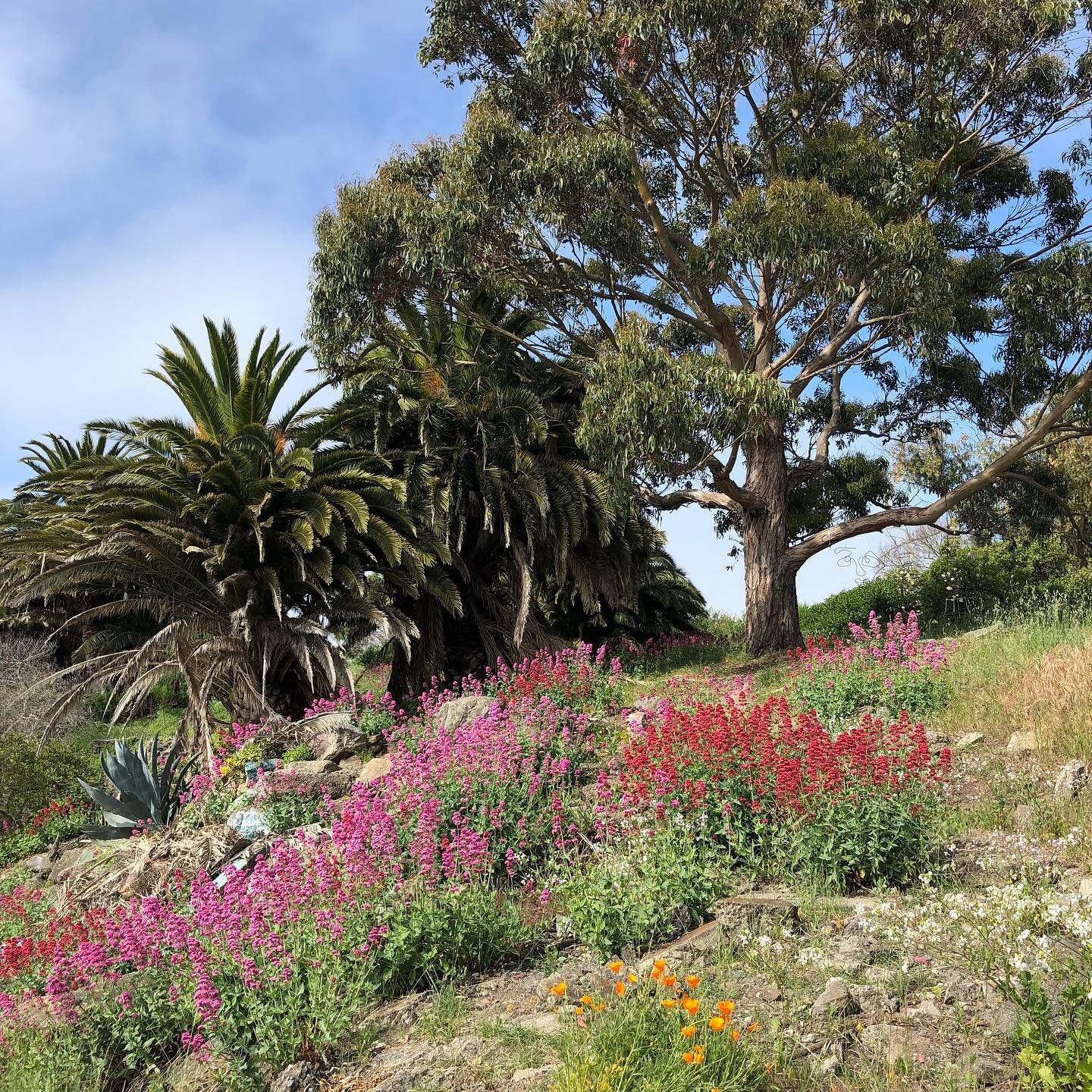 Wildflowers by the bay