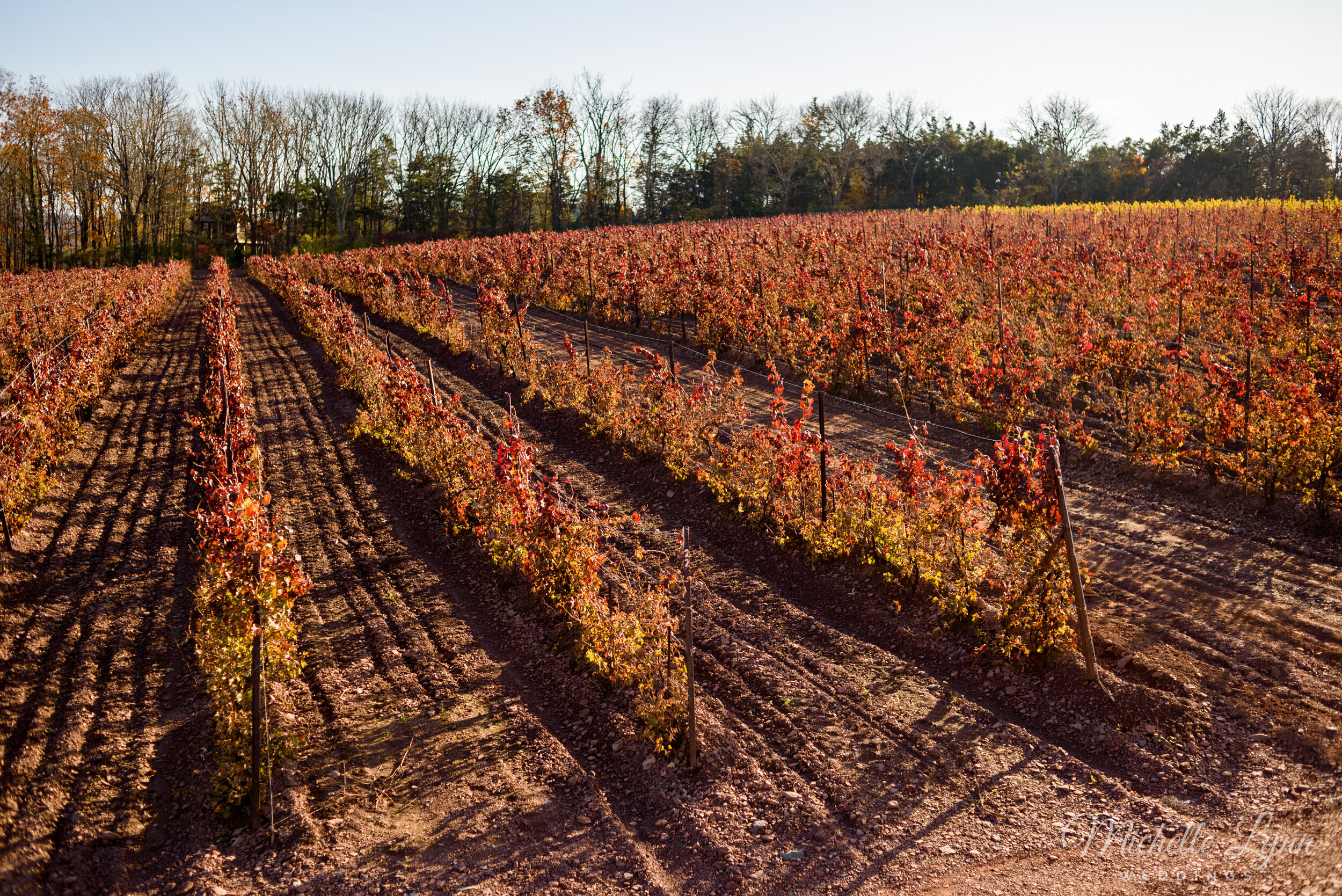 sand-castle-winery-wedding-photos-81.jpg